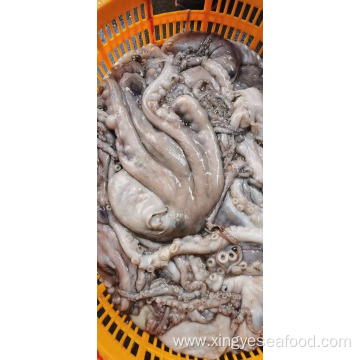 Frozen Octopus Whole Round 1000-2000g